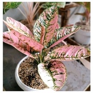 Aglaonema Ruby Compacta