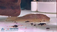 Pleco L187b /Bulldog Pleco / Pleco /Wild Pleco /Freshwater 大口仔异型 /异型鱼/野生鱼 (Sin Quan Aquaculture Ente
