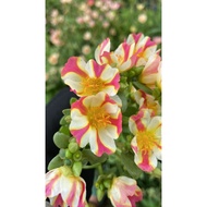 Single Sam Flower Branch 22 Ten O'clock Flowers Single Thai Sam Striped Ten O'clock Bonsai Flower & 