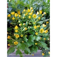 Chrysanthemum Plants containing 3 RANDOM Color Trees.