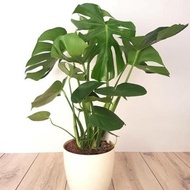 Tanaman hias monstera deliciosa - monstera deliciosa - monstera - bibi