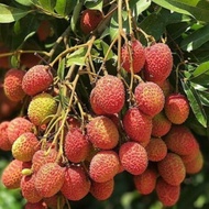 Pokok Buah Laici ( Litchi Chinensis )