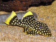 [Livestock] L81 Gold Nugget Pleco | Simply Aquatics | Aquatic Fish | Aquarium |Small Medium Pet Fishes | Live Fish Pets