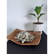 BILIS KEMBUNG TANJUNG DAWAI