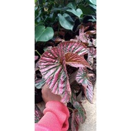 Begonia Rex Walet/Begonia Brevirimosa RR