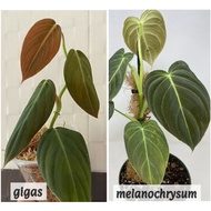 Pokok Philodendron Gigas Melano Melanochrysum real plant aroid