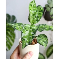 Aglaonema Pictum Tricolor Plant - Fresh Gardening Indoor Plant Outdoor Plants for Home Garden