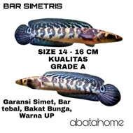 original promo !!! ikan channa maru ys bar simet (6/6 dan 7/7) size