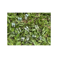 Amazonite Gemstone Earrings