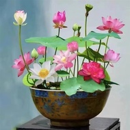 Micro Lotus Bowl Lotus Hydroponic Potted Plant Good Fish Tank Lotus Water Plant Indoor Lotus Flower