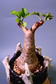 索馬里小葉葡萄(不規則形狀)	Cyphostemma betiforme/ 塊根植物 Caudex / 另售象牙宮、龜甲龍、索馬里葡萄甕、念珠橄欖