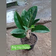 aglonema bigroy green/hijau/tanaman hias aglonema bigroy