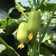 Thumb cucumber seeds Golden Boy Jade Girl mini fruit Gherkin seeds