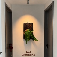 Mounted Queen Anthurium 火鹤后 – Exotic Epiphytic Wall Display Plant with Velvety Leaves