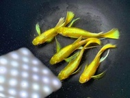 GUPPY FULL GOLD 24K VIETNAM (QUALITY GUARANTEE)