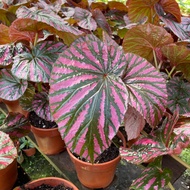【Ready Stock】Begonia Brevirimosa Begonia Asam Batu Pokok Hidup Living Plant 海棠 红纹秋海棠