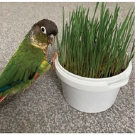 Parrot Cafe Organic Wheat Grass Parrot Treat - Grow Your Own
