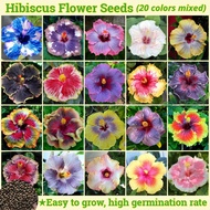 Malaysia Ready Stock Benih Pokok Bunga Raya 100pcs/pack Hybrid Hibiscus Plant Seed Giant Hibrid Hibiscus Flower Seeds Bonsai Tree Live Plant Balcony Potted Flower Plants Indoor Flower Plant Outdoor Real Air Plant Garden Gardening Deco Pokok Bunga Hidup