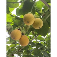 金马伦种植厄瓜多尔热情果 /百香果Cameron Ecuador Granadilla Passion Fruit   1kg