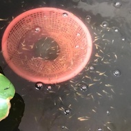 Larva Koi Atau Bibit Ikan Koi Showa Per 100 Ekor