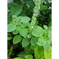 100+ Benih Kemangi / Lemon Basil /Selasih Lemon8