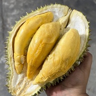 TIADA COD Anak Pokok Durian Dato Nina D2