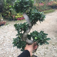 Tk plants , Bonsai ficus s , bonsai， outdoor plants ， ficus,garden , Landscpae , decor, real live pl