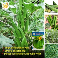 100% Fresh Original Smooth Green Okra Seeds (60 seeds) High Yield F1 Hybrid Okra Seeds Vegetable See