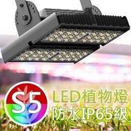 防水型LED植物燈【S5光譜】台灣製㊣VITALUX【＊全光譜 多波段 植物栽培燈 植物生長燈 多肉 塊根 龍舌蘭】