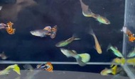 綜合孔雀魚 白金紅尾孔雀魚 孔雀魚 綜合孔雀魚 紅色 紫蛇 白金 黃尾 蘭花