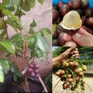 Pokok Matoa Indonesia