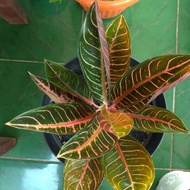 tanaman hias red sumatra aglonema aglaonema