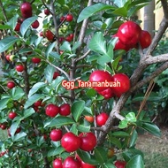 Bibit Tanaman Buah Cherry Vietnam / Sianci Manis Super Cangkok