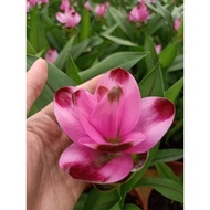 [Paling Horticulture Sdn Bhd] Curcuma Alismatifolia  姜花 | Siam Tulip | Curcuma Ginger | Pokok Bunga 
