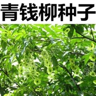 種籽 花種籽 花卉種籽 新采金錢柳種子 搖錢樹 工藝金錢樹種子 青錢柳種子林木種籽