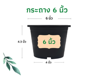 กระถางต้นไม้ 6 นิ้ว กระถางพลาสติก กระถางแคตตัส กระถางต้นไม้พลาสติก กระถาง สีดำ (รุ่นหนา)