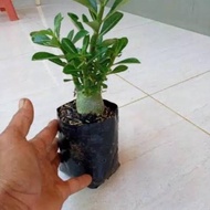 - bonsai adenium arabicum-bibit tanaman hiasan bonsai adenium arabicum