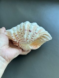 天然貝殼 硨磲貝 巨蛤 natural seashell