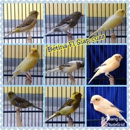 burung kenari f1 betina siapan