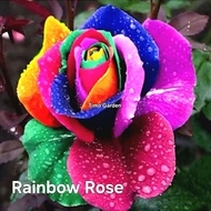 MAWAR 50 Selected Roses Easy to Grow