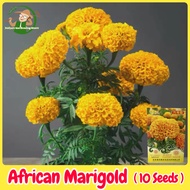 เมล็ดพันธุ์ ดอกดาวเรือง ดาวเรืองแอฟริกา F1 ดาวเรืองวนิลา บรรจุ 10 เมล็ด Vanilla African Marigold Seeds เมล็ดดาวเรือง เมล็ดดอกไม้ พันธุ์ดอกไม้ บอนสีราคาถูก เมล็ดบอนสี ต้นไม้มงคล บอนสี ดอกไม้จริง ไม้ประดับ ดอกไม้ปลูกสวยๆ แต่งบ้านและสวน ปลูกง่าย อัตรางอกสูง