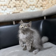 READY STOCK Anak kucing kucing persia betina super gondrong