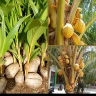 bibit kelapa gading kuning