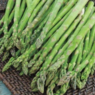 10 เมล็ด หน่อไม้ฝรั่ง สายพันธุ์นำเข้า Asparagus Seeds