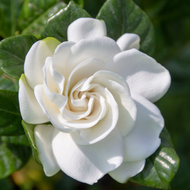 [PRE ORDER] Pokok Melur Cina / Gardenia (Gardenia augusta) - Live Plant