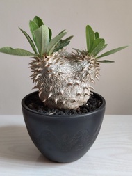 塊根植物 象牙玉