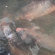 ikan gurame hidup1kg