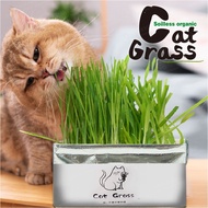 Natural Cat Grass Plant Kit DIY Cat Grass||Soil-less Fast Grow Rye Barley Wheat grass Plant Set for CAT Hairball Control