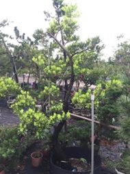 【盛宏園藝】蘭嶼羅漢松︱彎曲造型羅漢松AB15公花︱高度300公分以上(請自取)