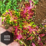 Miana ID Sucihera Super Premium Tanaman hias coleus jawer kotok